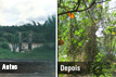 antes Rio Piracicaba com a mata ciliar degradada em 1995 - depois Rio Piracicaba com a mata ciliar recuperada em 2012